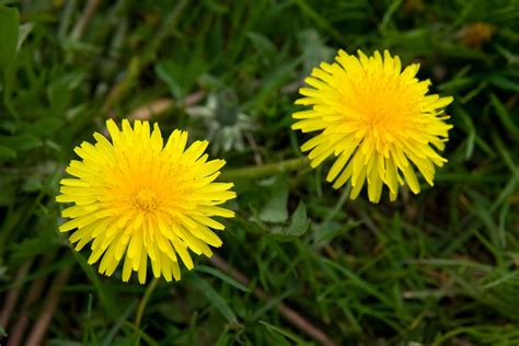 Dandelions Free Stock Photo Public Domain Pictures