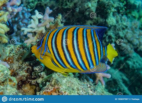 Fish Swim In The Red Sea Stock Image Image Of Animals 150697907