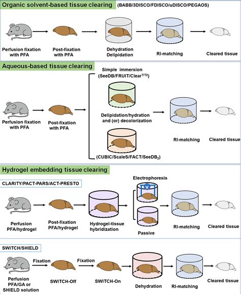 Tissue Clearing Technique Recent Progress And Biomedical Applications