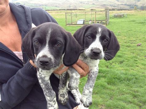 Beagle English Springer Spaniel Mix