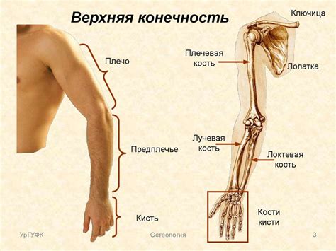 Мышцы ног человека анатомия картинки и названия фото