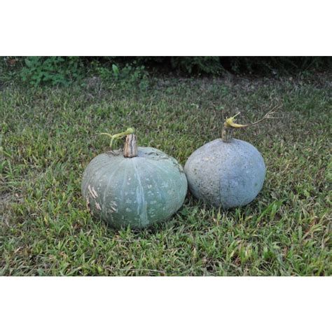 Sweet Meat Winter Squash Heirloom 100 Days Pinetree Garden Seeds