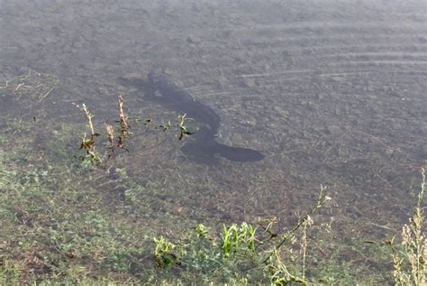 Longfin eel – on a path to extinction? — Science Learning Hub