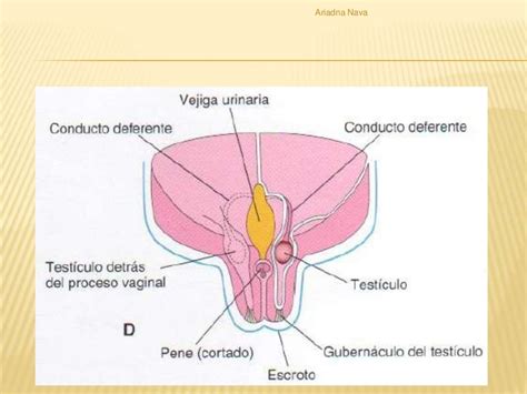 Descenso De Los Testículos 1a