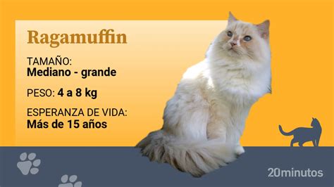 El Ragamuffin Una Raza De Gato Emparentada Con Los Ragdoll De