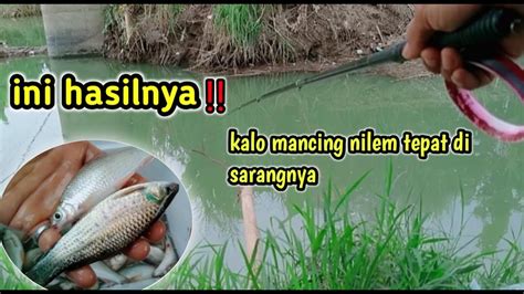 Mancing Nilem Melem Pas Di Sarangnya Begini Jadinya Youtube