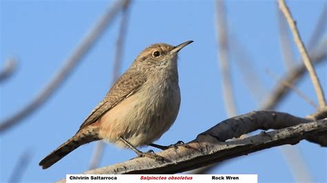 Rock wren - song / call / voice / sound.