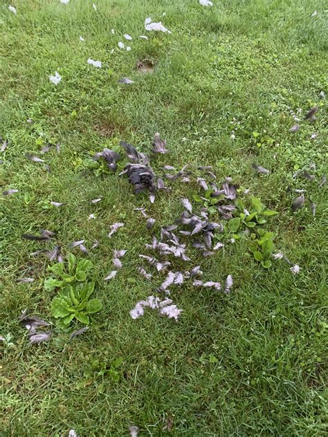 Woke up to a few of these piles in our yard today :( : r/BackYardChickens