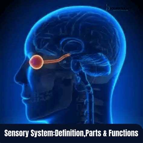 Sensory System Definition Parts Functions