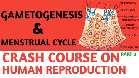 Human Reproduction Gametogenesis And Menstrual Cycle Part 02 Class 12