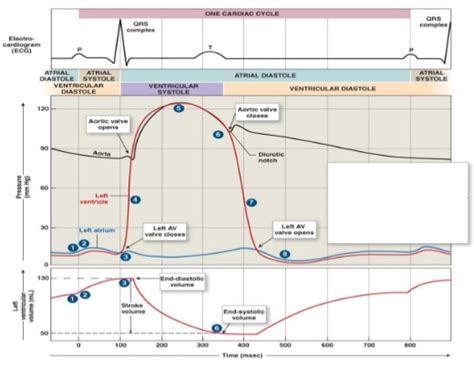 Cardiac Cycle Diagram | Quizlet