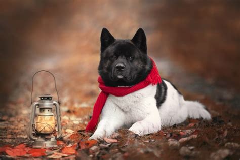 Akita Colors: A Spectrum Of Shades For This Noble Breed