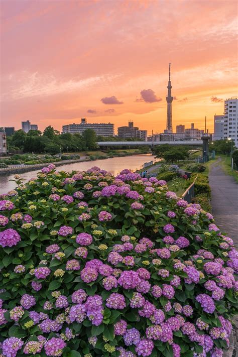 あーる T yamad on Twitter RT taku photo47 都会の喧騒忘れる穏やかな夕の帰り道