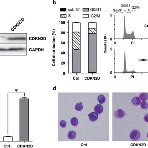 Ectopic Expression Of CDKN2D Induces Cell Cycle Arrest And A Partial