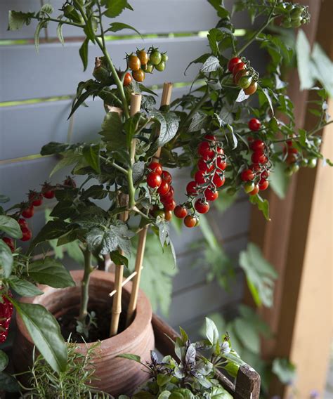 How to stake a tomato plant: expert tips on the best methods | Homes