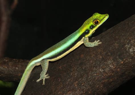 Yellow Headed Day Gecko Phelsuma Klemmeri Size Approx 8c Flickr