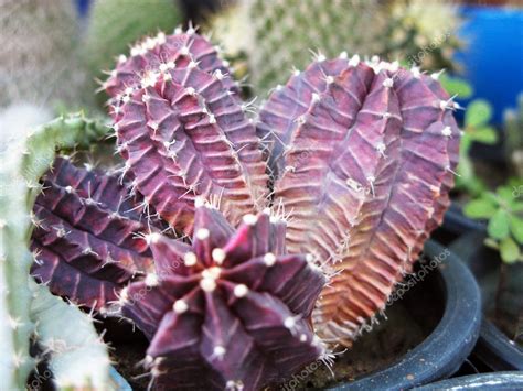 Purple Cactus Plant — Stock Photo © Nikonite #1299205