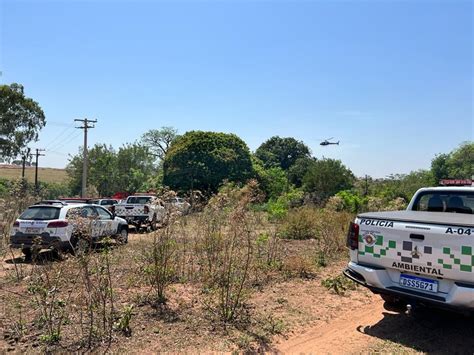 RIO PRETO OPERAÇÃO IMPACTO Ambiental flagra 54 galos em rinha e