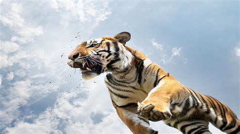 In Pics: In 5 years Tiger attacks kill 170 people in Maharashtra