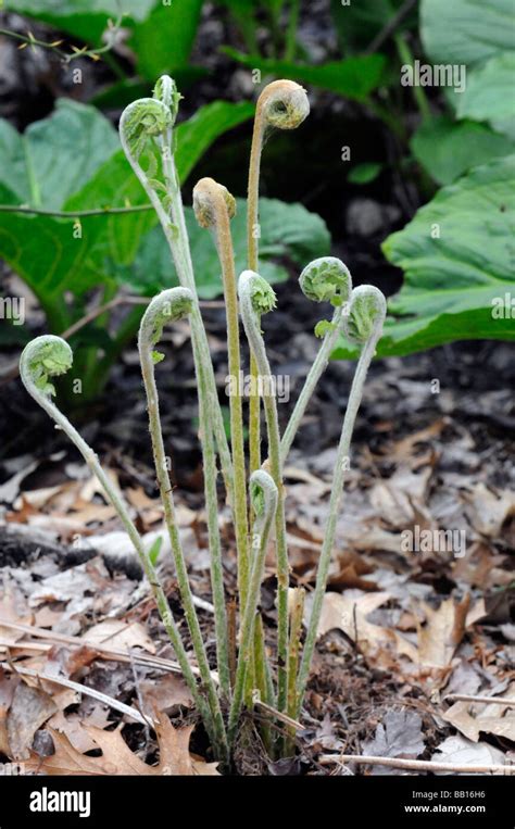 Group Of Fiddlehead Ferns Edible And Considered A Delicacy By Some