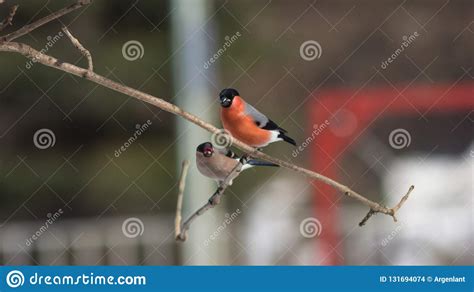 Red Colored Male And Defocused Female Of Eurasian Bullfinch Pyrrhula