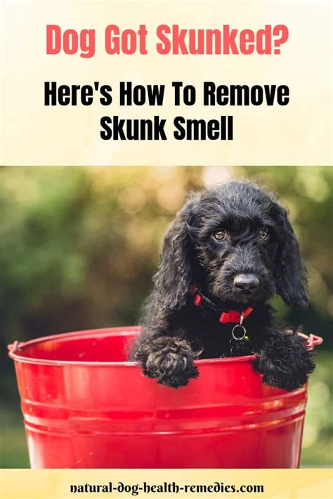 Skunk Removal Recipe For Dogs | Dandk Organizer