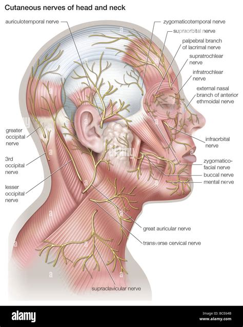 Diagram Of The Cutaneous Nerves Of The Head And Neck Stock Photo