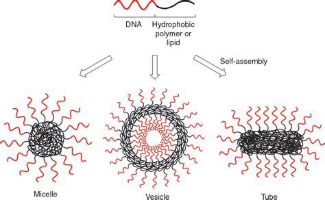 Figure 1 From Controlling Self Assembly Of DNA Polymer Conjugates For