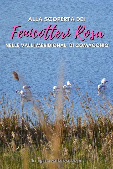 Alla Scoperta Dei Fenicotteri Rosa Nelle Valli Meridionali Di Comacchio