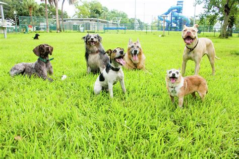 Lubbock Named One Of The Best Dog Park Cities In Us With No 4 Quality Rank