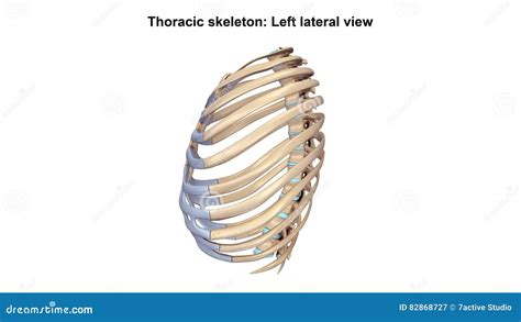 The Rib Cage Labeled Diagram Vector Illustration | CartoonDealer.com ...