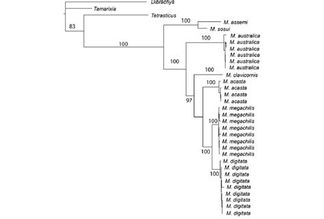 Maximum Likelihood Tree Based On ITS1 ITS2 And The Barcode Region Of