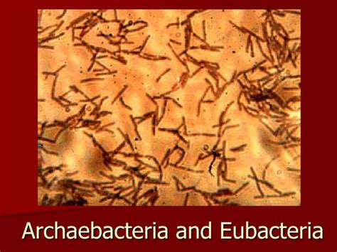 Archaebacteria And Eubacteria