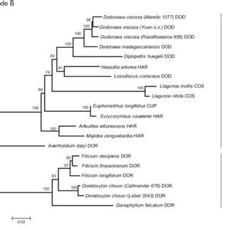 Phylogenetic Relationships Within The Litchi Group Clade C Iv See