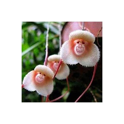 Monkey Face Orchid Seeds - Cool Stuff to Buy Online