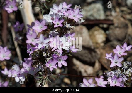 Pink Flowering Cymose Cluster Inflorescences Of Leptosiphon Breviculus