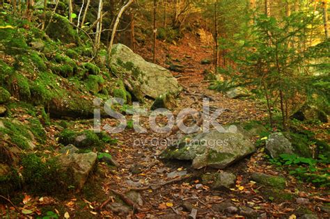 Autumn Colors In The Forest Stock Photo | Royalty-Free | FreeImages