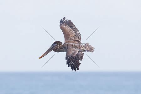 Pelecanus Occidentalis