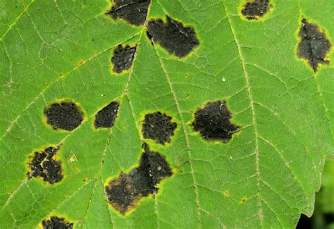 tar spot fungus lambeg albert bridge geograph britain  ireland