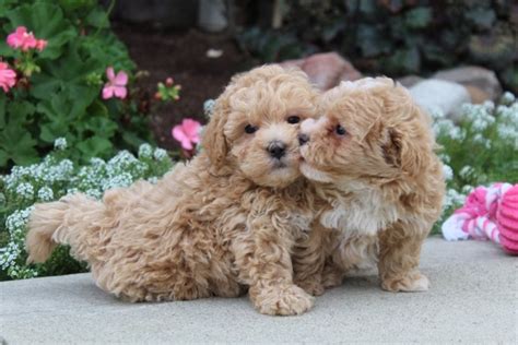 Carter Malti Poo Puppy 909289 Pawrade