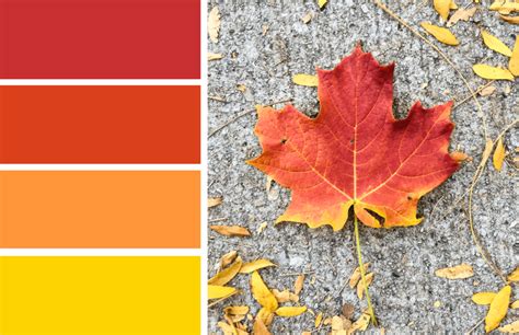 Color inspiration: Fall Leaves - Merriment Design