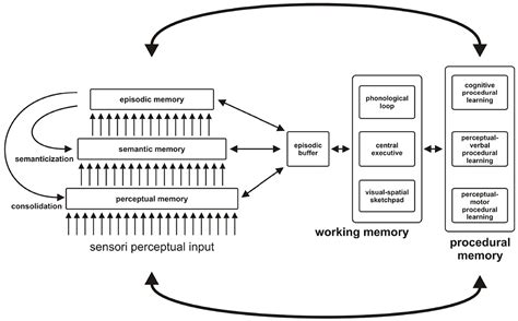 Frontiers Mathematical Modeling Of Human Memory