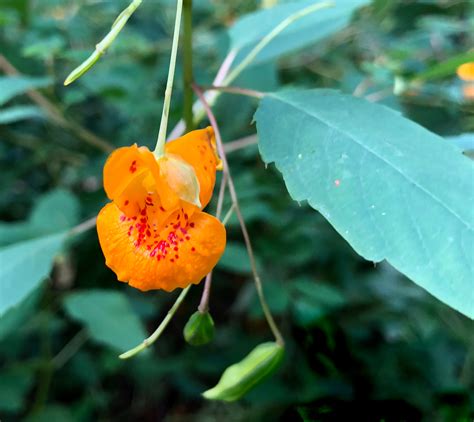 Plant Watch: Jewelweed - Marblehead Conservancy Inc.