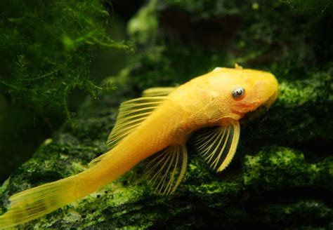 L144a Blue Eye Lemon Bristlenose Pleco Ancistrus Sp Tank Bred