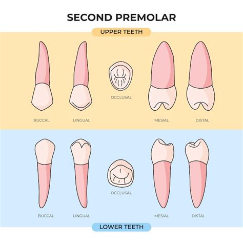 Dientes segundos premolares superiores e inferiores en varios ángulos