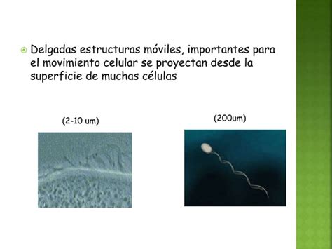 Cilios Y Flagelos Ppt