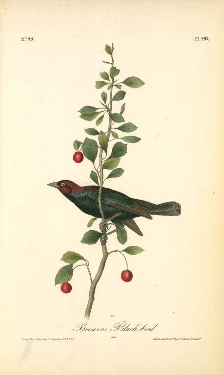 Art Reproductions Brewers Black Bird Male By John James Audubon