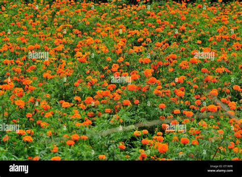 Indian Marigold Flower Garden