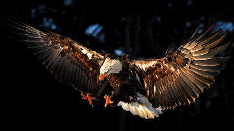 Eagle In Flight *** HD desktop wallpaper : Widescreen : High Definition ...