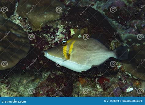 Scythe Triggerfish Sufflamen Bursa Stock Photo Image Of